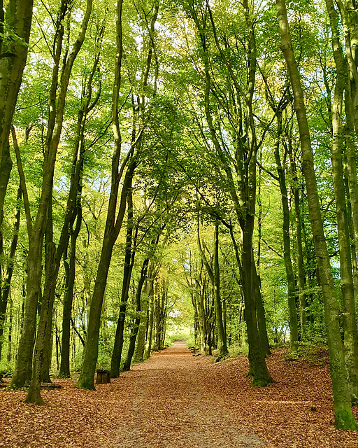 Avenue of trees up to Stafford Castle