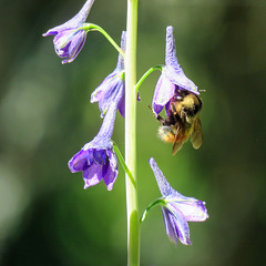 Bee on Tall Larkspur / Delphinium exaltatum