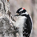 Little Downy Woodpecker at work