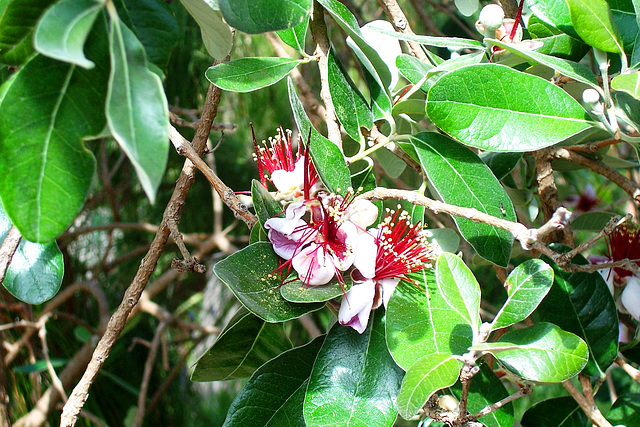 ES - Los Realejos - Flower seen at El Monasterio