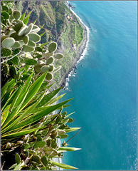 Funchal : Un tuffo da brivido a Cabo Girao