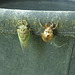Cicada with exoskeleton