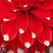 Pictures for Pam, Day 145: Heart of a White-Spotted Red Dahlia