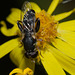 HoverflyIMG 5986