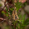 Another Garden Spider