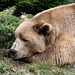 Arosa Bear Sanctuary