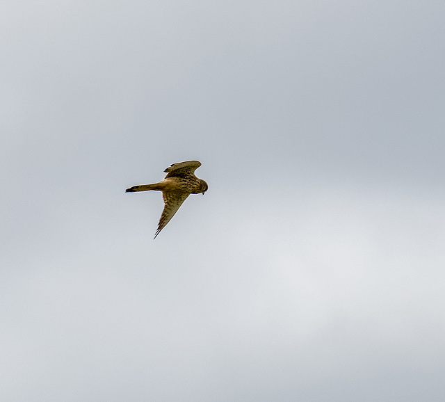 A kestrel hunting, sadly it didn 't come close enough for a good photo