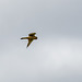 A kestrel hunting, sadly it didn 't come close enough for a good photo