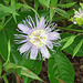 Passiflora incarnata flower