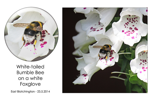 White tailed Bumble-bee on Foxglove - East Blatchington - 23.5.2014