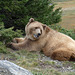 Arosa Bear Sanctuary