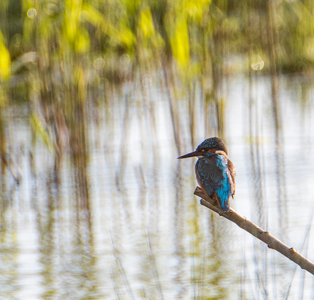 A kingfisher at Burton wetlands today.v45jpg