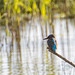 A kingfisher at Burton wetlands today.v45jpg