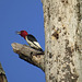 Happy red-headed woodpecker