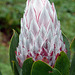Zuckerbüsche ( Protea cynaroides )