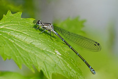 Hufeisen-Libelle: Die Twiggy unter den Libellen - Azure Damselfly: The Twiggy of Dragonflies