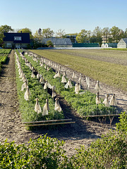 Field with sticks