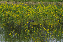 foulque macroule dans le cresson jaune - l'étang Quinson
