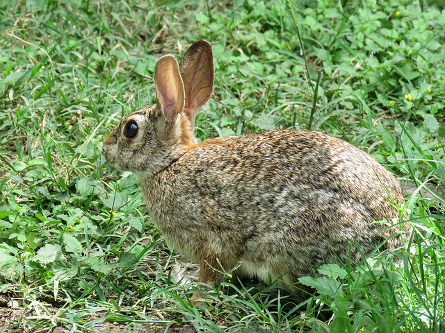 Day 6, Cottontail, National Butterfly Centre