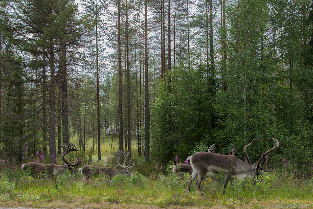 von Rovaniemi nach Hossan - P.i.P. (© Buelipix)