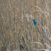 A kingfisher at Burton Wetlands