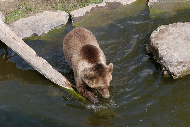 Petit ours brun aime l'eau
