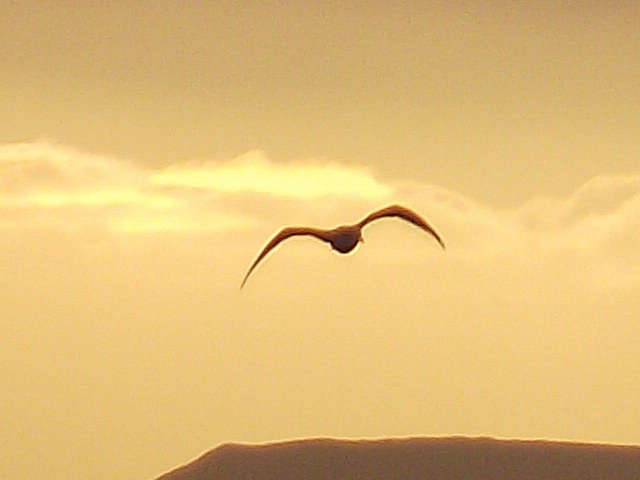 An obliging seagull