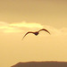 An obliging seagull