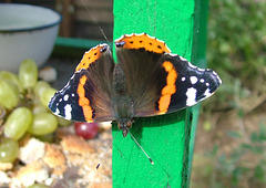 Red Admiral Butterfly (Vanessa atalanta) Staxton North Yorkshire 20th September 2005