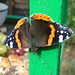 Red Admiral Butterfly (Vanessa atalanta) Staxton North Yorkshire 20th September 2005