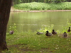 Ducks by the pond.