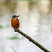 A kingfisher at Burton Wetlands.v565jpg