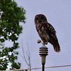 Barred owl on weather station