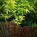bamboo v/s bamboo