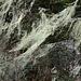 Khumbu, Himalayan Forest, Herbal Cobweb on Branches of a Tree