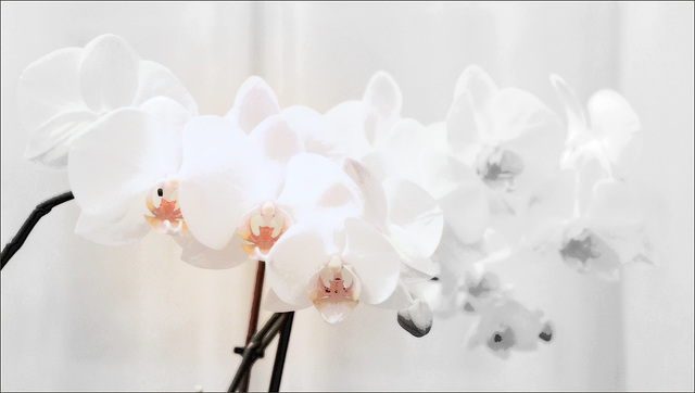 Douceur des orchidées