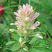 Indian Paintbrush, likely a pale color form of Castilleja miniata