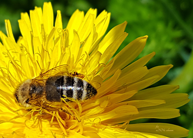 Löwenzahn (Taraxacum sect. Ruderalia) und Biene (Apis mellifera)