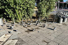 Berlin 2023 – Pigeons preparing for the day