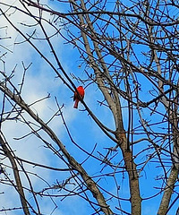 Cardinal above my head.
