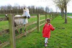 Ma petite-fille Clémence & le cheval blanc