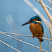 A kingfisher at Burton Wetlands3