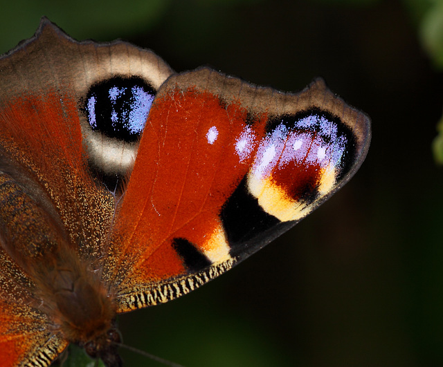 Peacock (Aglais io) butterfly, left wing detail