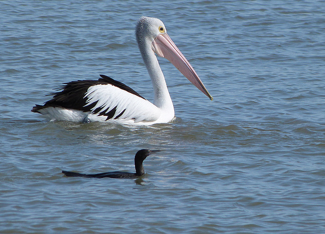 pelican and cormorant fishing