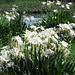 Cahaba lilies