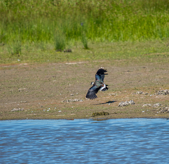 A lapwing in flight