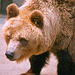 Brown bear -Swartberg zoo