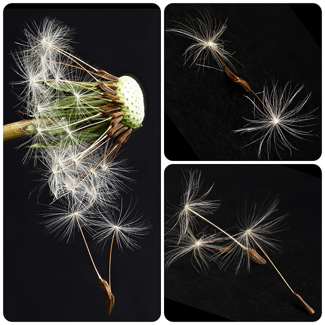 Dandelion Seed Head and Seeds