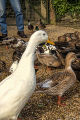 Ducks at Seaview Wildlife Isle of Wight