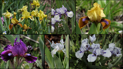 Iris nains de mai
